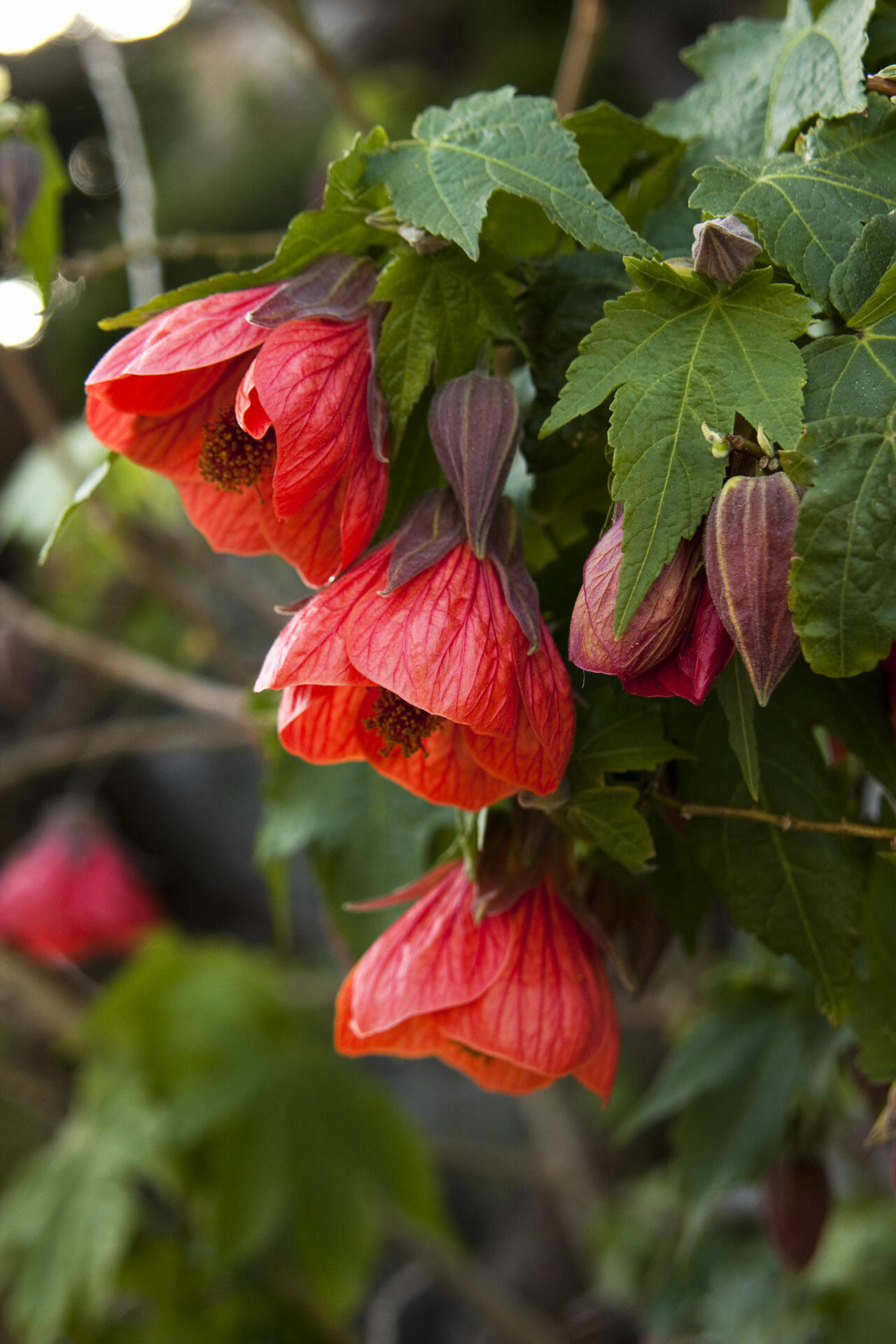 Abutilon 'Lucky Lantern Red' 6" Pot - Hello Hello Plants & Garden Supplies