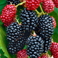 Blackberry "Thornless Chester"