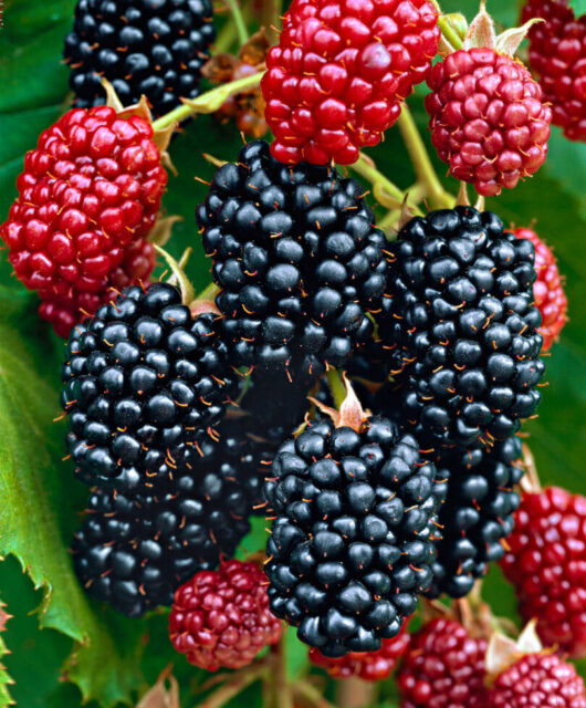 Blackberry "Thornless Chester"