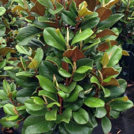 Magnolia 'Teddy Bear' 10" Pot with glossy leaves, some with brown tips resembling a teddy bear's ears, possibly indicating stress; planted in a nursery setting with similar plants in the background.