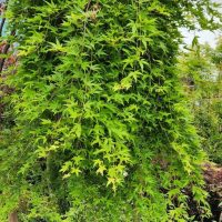 A lush green Acer 'Leopoldii Maple' Variegated Sycamore 12" Pot with cascading branches and star-shaped leaves in a large potted container, surrounded by other plants.