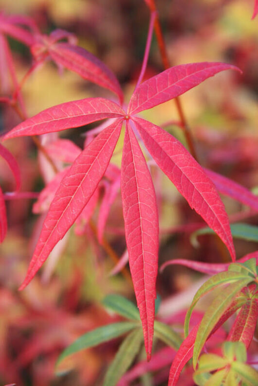 Acer "Five Lobed Maple"