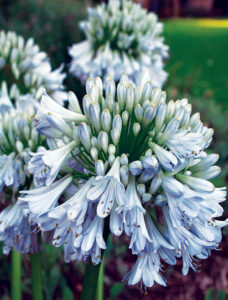 Agapanthus "Silver Lining"