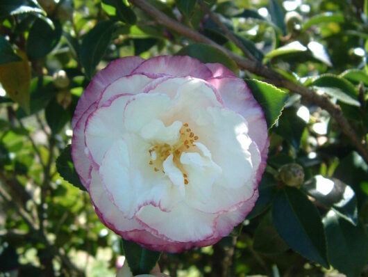 Camellia "Beatrice Emily"