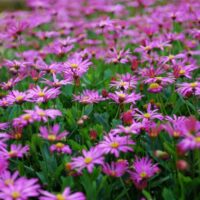 Brachyscome Cut Leaf Daisy Pink