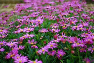 Brachyscome Cut Leaf Daisy Pink