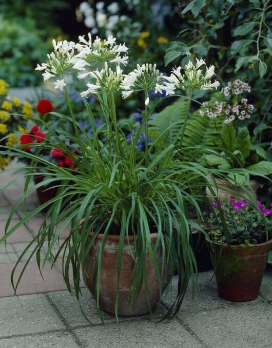 Potted Agapanthus 'Silver Lining' 6" Pot plant in bloom among other plants on a garden patio.