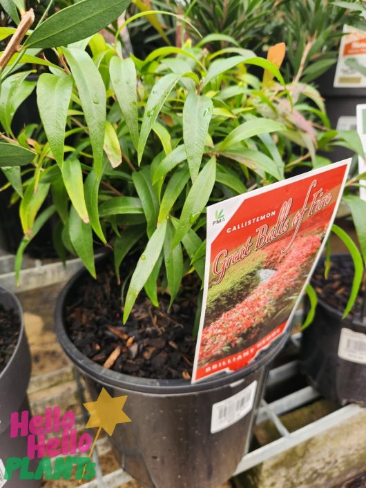 A Callistemon 'Great Balls of Fire' 8" Pot sits on a shelf with other plants, showcasing its slender green leaves and bright plant tag.