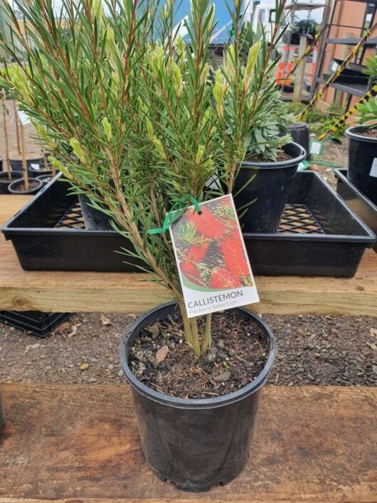 A Callistemon 'Packers Selection' 8" Pot, with a label displaying an illustration of red flowers, sits elegantly on a wooden bench in a nursery setting.