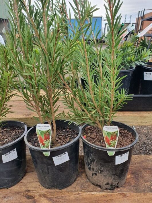 Two Callistemon 'Burgundy' Bottlebrush plants, each in an 8" pot, with green leaves and label tags, are placed on a wooden surface in an outdoor setting. The pots add a rustic charm to the vibrant display.