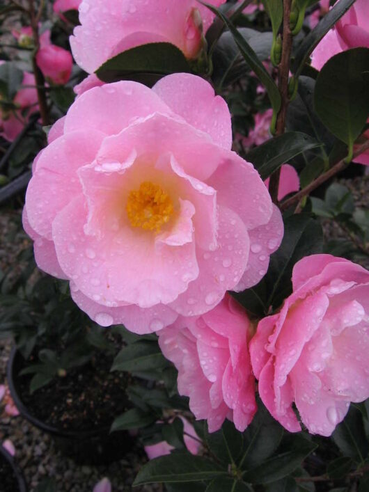 Camellia Japonica "Nicky Crisp"