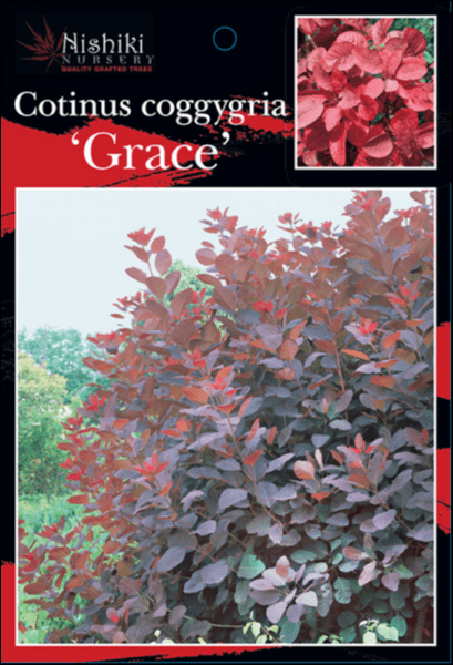 Cotinus Grace Smoke Bush 8 Pot Hello Hello Plants Garden Supplies