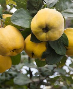 Cydonia 'Smyrna Quince'