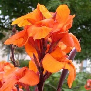 Canna Lily "Wyoming"
