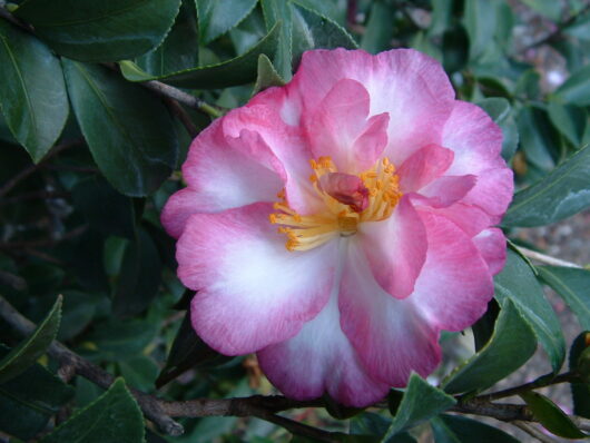 Camellia "Something Special"