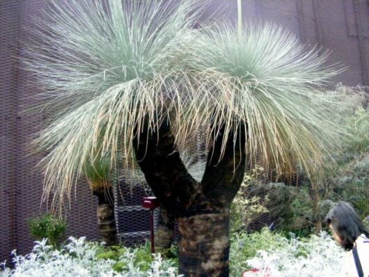 Two large Xanthorrhoea 'Grass Tree' 10" Pot plants in a garden with a person partially visible in the foreground.