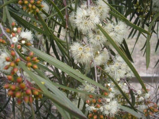 Eucalyptus Winter Light