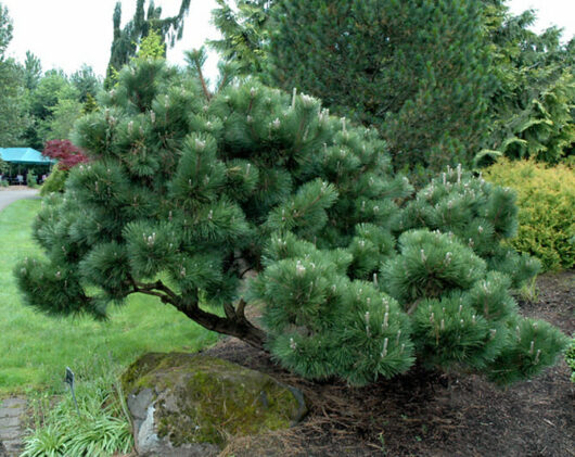Pinus "Japanese Black Pine"