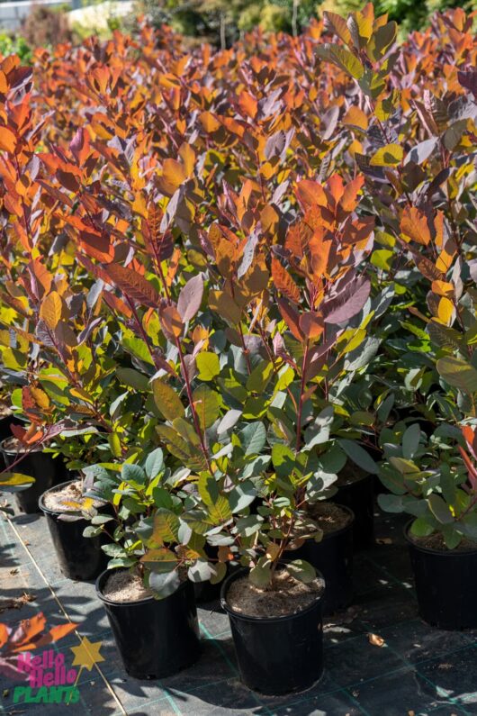 Hello Hello Plants Nursery Melbourne Victoria Australia Cotinus coggygria x obovatus 'Grace' Smokebush 20cm Pot