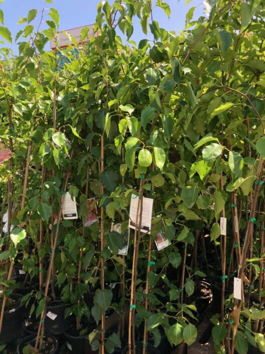 Young Pyrus 'Cleveland' Ornamental Pear trees with labels for sale at a nursery, each in an 8" pot.