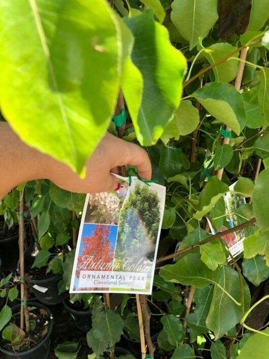 Hand holding a Pyrus 'Cleveland' Ornamental Pear 8" Pot plant identification tag in front of the plant.