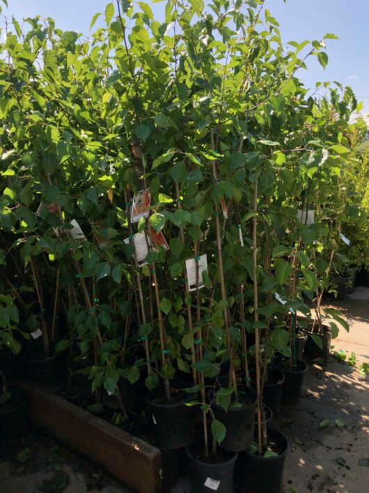 Potted saplings, including the Pyrus 'Manchurian' Ornamental Pear 8" Pot, on display at a garden center.
