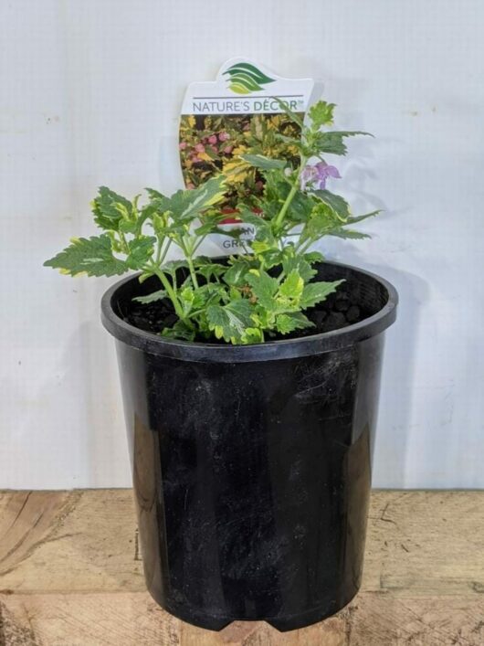 Lamium 'Anne Greenaway' 6" Pot