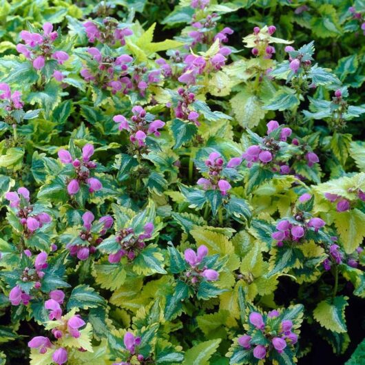 A cluster of green and yellow variegated leaves with small pink flowers growing among them, perfect for a 6" pot. This delightful Lamium 'Anne Greenaway' 6" Pot adds vibrant color and texture to your garden.