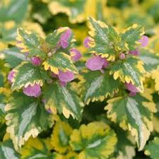 The Lamium 'Anne Greenaway' 6" Pot boasts green and yellow foliage with small purple flowers, perfect for a lush garden setting.