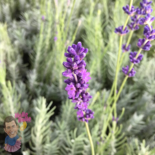 Lavender Hidcote Flowers