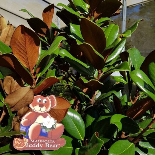 A Magnolia 'Teddy Bear' 10" Pot label rests among green and brown magnolia leaves under sunlight.