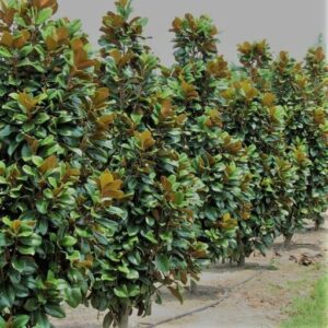 Row of lush green Magnolia 'Teddy Bear' 12" Pot trees lining a concrete path, with their dense, glossy leaves prominently displayed.
