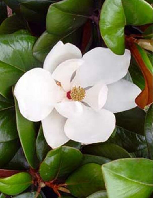 A white Magnolia 'Teddy Bear' 12" Pot flower blooming among glossy green leaves.