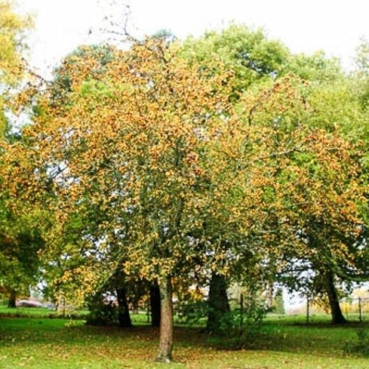 A Malus 'Golden Hornet' Crab Apple with yellow and green leaves stands in a grassy area, surrounded by other green trees.