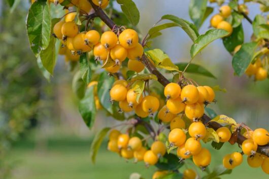 A branch laden with clusters of small, yellow Malus 'Golden Hornet' Crab Apple fruits, surrounded by green leaves, against a blurred outdoor backdrop.