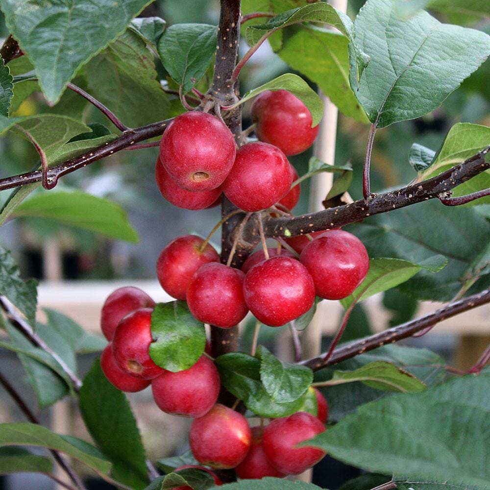 malus crab gorgeus verdify fruits