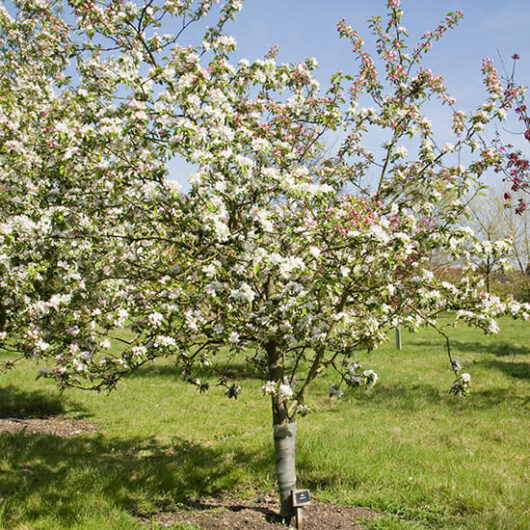 Crab Apple "Gorgeous"