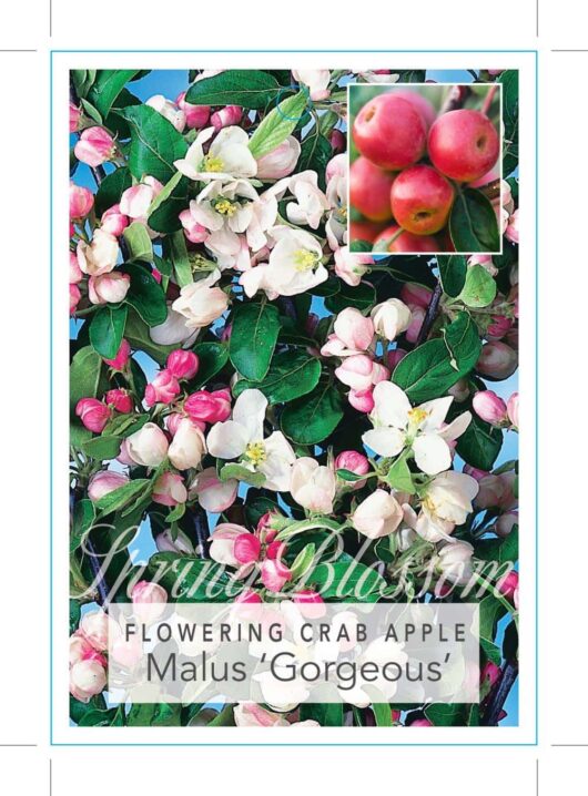 A close-up view of a flowering crab apple tree (Malus 'Gorgeous' Crab Apple 13" Pot) with pink and white blossoms, alongside a small inset showcasing the vibrant red crab apples.