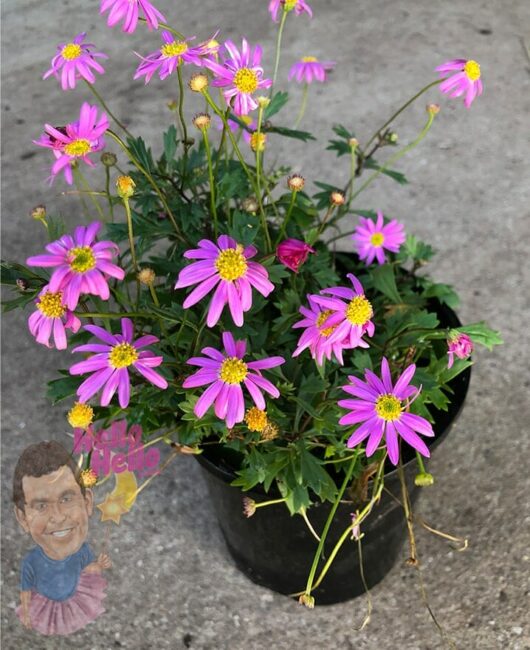 A potted Brachyscome 'Cut-Leaf Daisy' Pink 6" Pot full of vibrant pink daisy-like flowers with yellow centers, placed on a concrete surface.