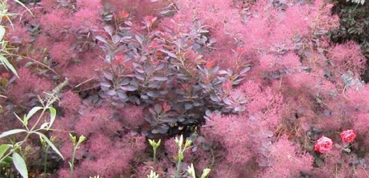 A garden featuring a Cotinus 'Purple Smoke Bush' 6" Pot surrounded by delicate pink and red foliage with scattered red roses.