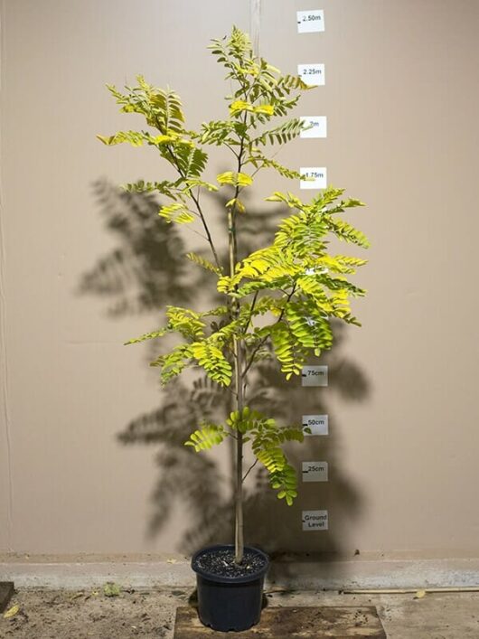 A Robinia 'Frisia' Golden Robinia 12" Pot indoors with measurement markers on the wall behind it, ranging from 50 cm to 250 cm, illuminated by overhead light.