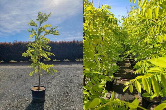 Robinia 'Frisia' Golden Robinia 13" Pot