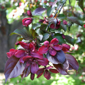 Crab Apple "Crimson Knight"