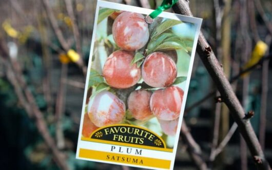 A label featuring "Prunus 'Satsuma' Plum 10" Pot" attached to a branch, displaying an image of ripe Prunus Satsuma plums.
