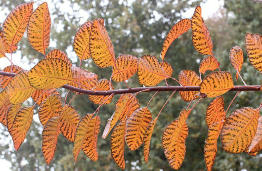 Smoke Bush "Grace"