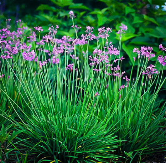 Bunches of purple flowers atop slender stems rising from dense green foliage of the ornamental plant, Tulbaghia 'Society Garlic'.