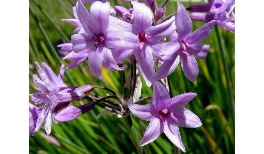 Close-up of purple Tulbaghia 'Society Garlic' flowers with green leaves in the background.