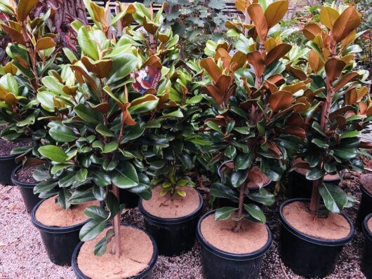 12" Pot Magnolia 'Teddy Bear' plants with glossy green and brown leaves arranged on sandy ground.