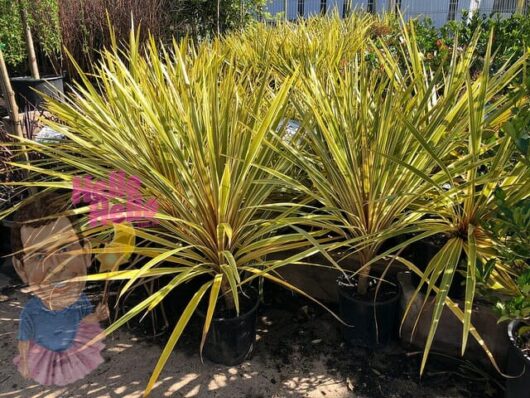 Potted yellow and green Cordyline 'Torbay Dazzler' 8" Pot in a garden center.