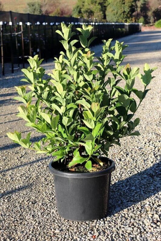 A potted bay laurel plant sitting on a gravel pathway, with a Viburnum 'Dense Fence™' 12" Pot and greenery in the background.